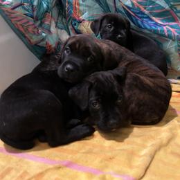 Spike, Boy 4 - Cane Corso puppy from K9 Guardian Cane Corso