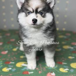 Jethro - Black and white male Pomsky puppy in Rossville, Georgia from Scenic City Pomskies