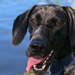 German Shorthaired Pointers from Owl Ranch GSP