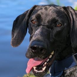German Shorthaired Pointers from Owl Ranch GSP