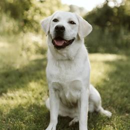 Echo - Labrador Retriever