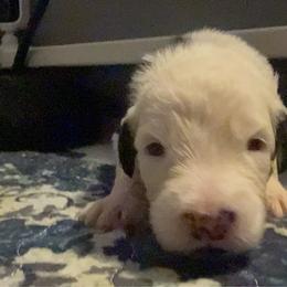 Yellow - Gray and white male Old English Sheepdog puppy in Iowa from Midwest Puppy Paws