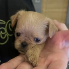 Brussels Griffon Puppies from Shelly's Brussels Griffons