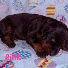 Pink - Black and rust female Doberman Pinscher puppy in Louisville, Kentucky from Ruiz Dobermans