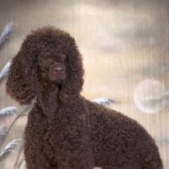 Irish Water Spaniels from Firecreek Farm IWS