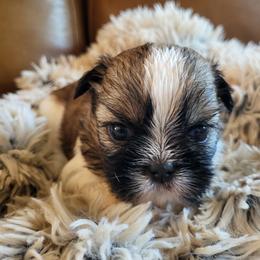 Lady OFA DNA - Gold and white female Shih Tzu puppy in Troutville, Virginia from BRIAR HOUSE of Mountain Pass
