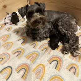 Miniature Schnauzer puppies from MSR Mini Schnauzers