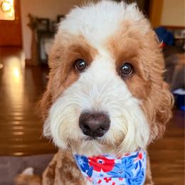 Polly - Goldendoodle