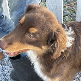 Rusty - Red tri Miniature Australian Shepherd puppy in Kentucky from Natural Life Ranch