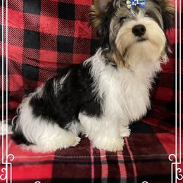 Biewer Terrier Puppies from Southern Star Biewers