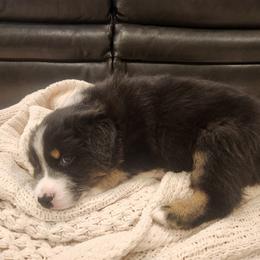 Diego - Black tri-color male Australian Shepherd puppy in Lititz, Pennsylvania from Skyview Aussies