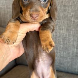 Mona - Chocolate and tan female Dachshund puppy in Tonopah, Arizona from Brandie's Dachshunds