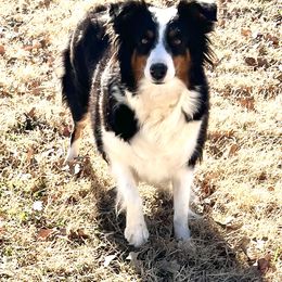 Ready - Miniature American Shepherd