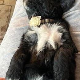Bernedoodles from Zulu Bernedoodles