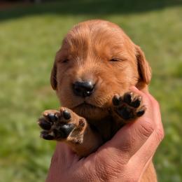 Girl 4 - female Golden Retriever puppy in Midland, North Carolina from Alger Farm, LLC