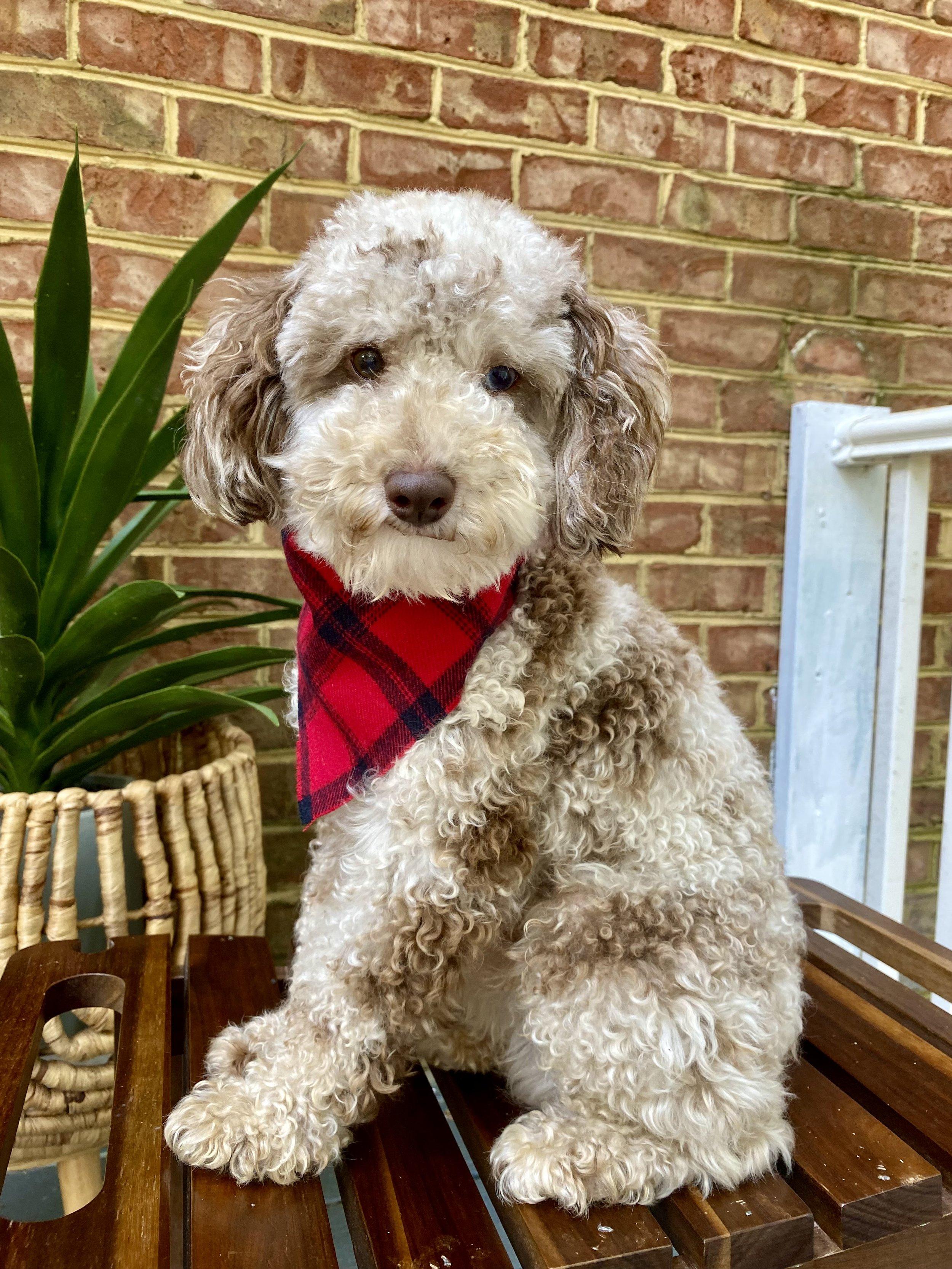 Frankie