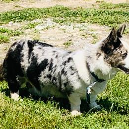 Charlene - Cardigan Welsh Corgi