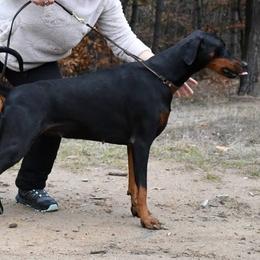 Hana - Doberman Pinscher