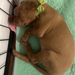 Girl 3 - female Pharaoh Hound puppy in Kingsland, Georgia from LaRee Drolet