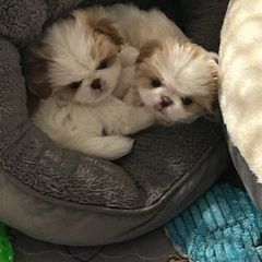 Japanese Chin Puppies from CindyLynnsChins