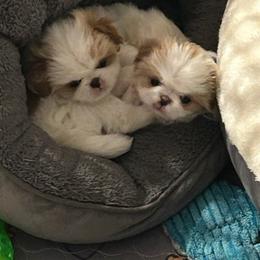 Japanese Chin Puppies from CindyLynnsChins