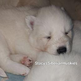 Blizzard - White female Siberian Husky puppy in Savannah, Georgia from Stacy's Siberian Huskies