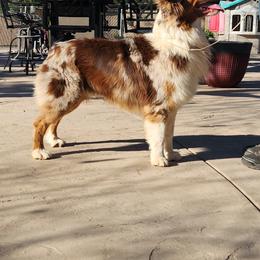 Anatolian Shepherd Dog and Australian Shepherd All Grown Up from Tina Burks