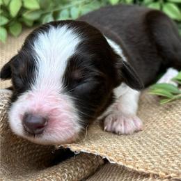 Clarice - Red tri-color female Australian Shepherd puppy in Butler, Georgia from Aussies at Howling Hill Farm