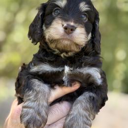 Cockapoo, Goldendoodle, and Labradoodle Puppies from Out of the Box Doodles