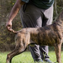 Cane Corso from Royal Guardian Cane Corso