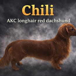 Chili - Dachshund