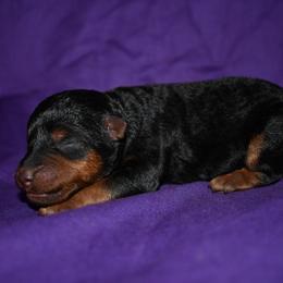 Festive - Black and tan female Welsh Terrier puppy in Draper, Virginia from Shady Oaks WFT