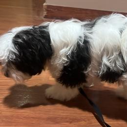 Ozzy - Havanese