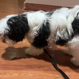 Ozzy - Havanese