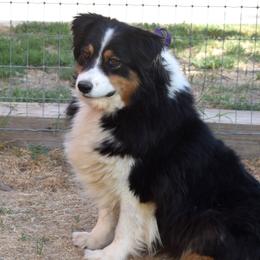 Josie - Australian Shepherd