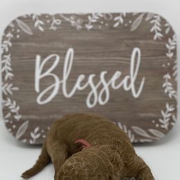 Goldendoodle Puppies from Bear Ridge Doodles