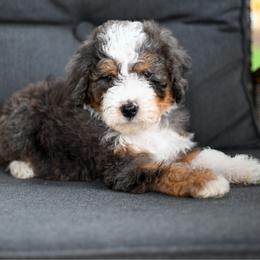 Ledger - Merle male Bernedoodle puppy in Ogden, Utah from Stanger Farms