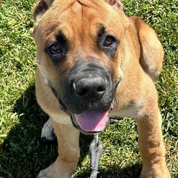 Cane Corso from Capitol City Cane Corso