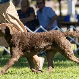 Ruby - Chesapeake Bay Retriever