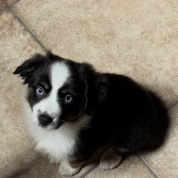 Miniature Australian Shepherd Puppies from Diamond R Aussies