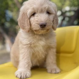 Pooh Bear - Red female Bernedoodle puppy in Lookout, California from Remington Kennels, LLC
