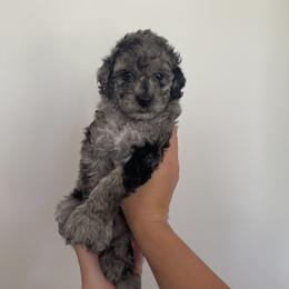 Goldendoodle and Poodle Puppies from Luxipawspoodlesanddoodles