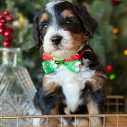 Philly - Tri-color male Bernedoodle puppy in Yuciapa, California from AlltheDoodlez_