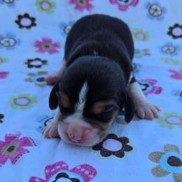 Pearl - Black red and white female Beagle puppy in Bethany, Missouri from Fox Creek Beagles