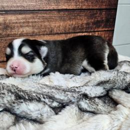Oreo - Black and white female Pomsky puppy in Southern California, California from SoCal Pomskies LLC