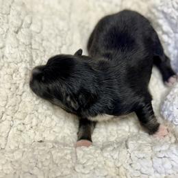 Girl 1 - Black female Pomsky puppy in Enumclaw, Washington from Rainier Mountain Pomsky’s LLC