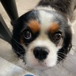 Lizzy - Cavalier King Charles Spaniel