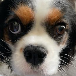Lizzy - Cavalier King Charles Spaniel