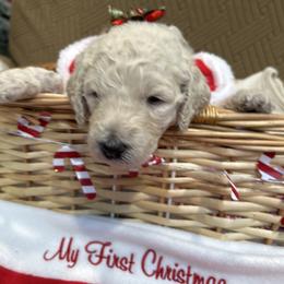 Angel - White female Poodle puppy in Mobile, Alabama from Semmy’s Standard Poodle LLC
