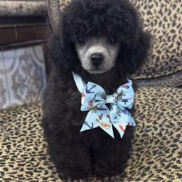 Poodles from Mishel St James